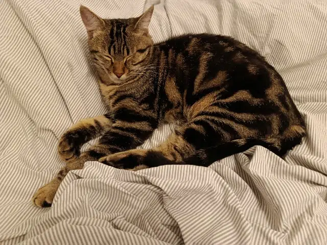 chat lost    Lyon Kali