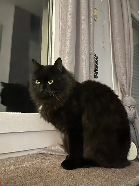 chat lost    Lyon Lunar