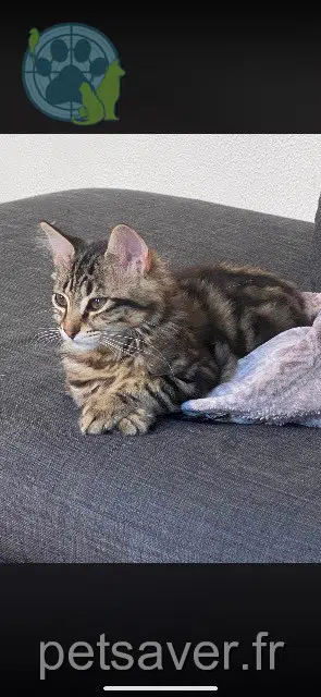 gato lost Lyon Léon