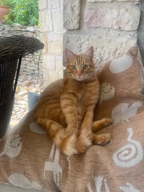 chat lost    Lyon Léon