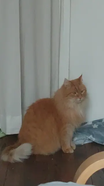 chat lost    Lyon Marquis