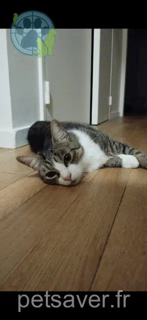 chat lost Lyon Marty
