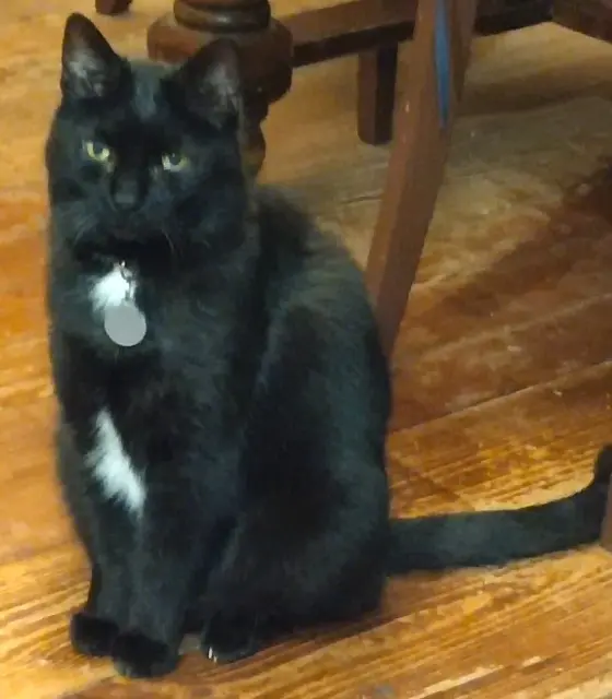 chat lost    Lyon Momo