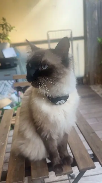 chat lost    Lyon Moula