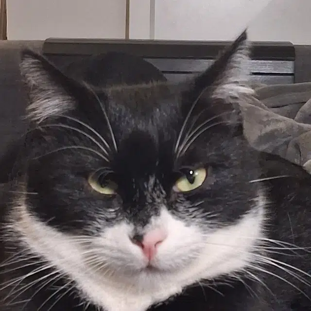 chat lost    Lyon Neko