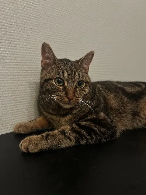 Kater vermisst Lyon Nino Kater lost Lyon Nino