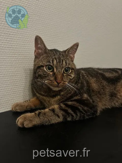 gato perdido Lyon Nino gato lost Lyon Nino