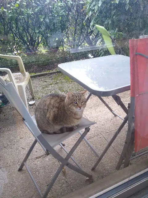 chat lost    Lyon Origan