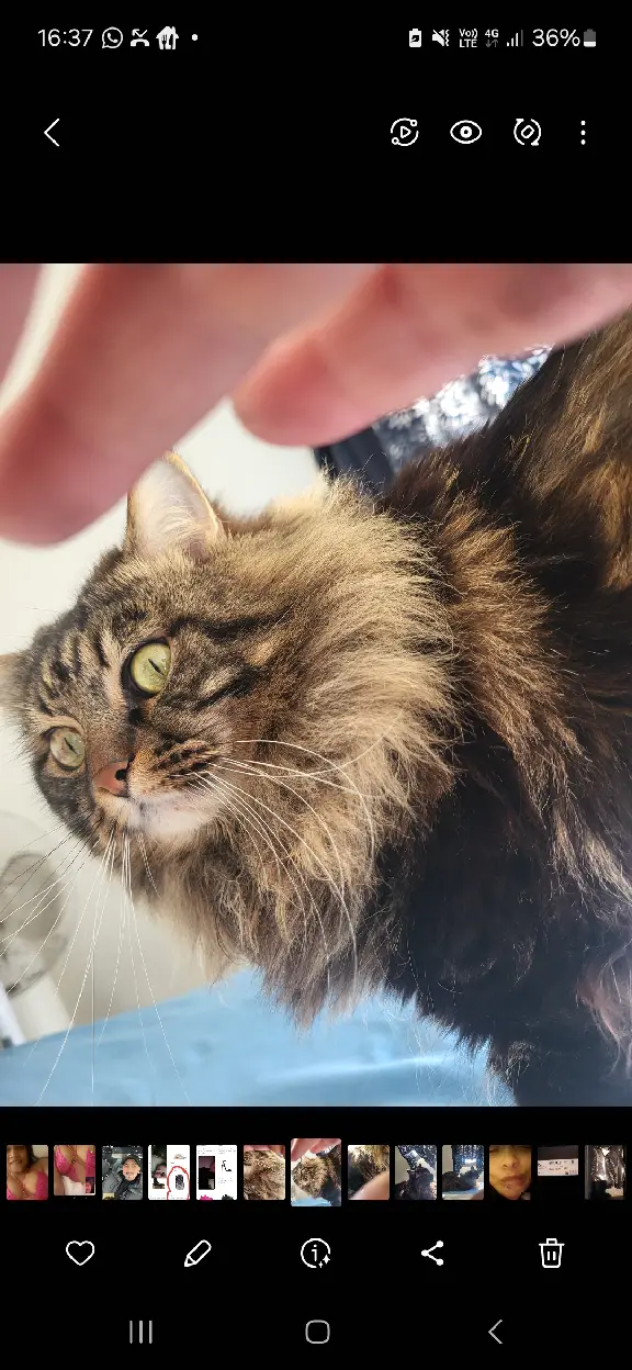 Chat Perdu 69M Métropole de Lyon Lyon - Pimpom Chat Perdu 69M Métropole de Lyon Lyon - Pimpom