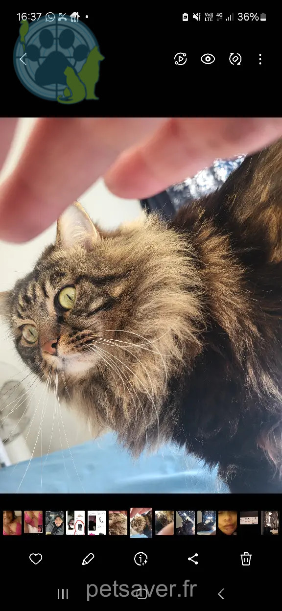 Chat Perdu 69M Métropole de Lyon Lyon - Pimpom Chat Perdu 69M Métropole de Lyon Lyon - Pimpom