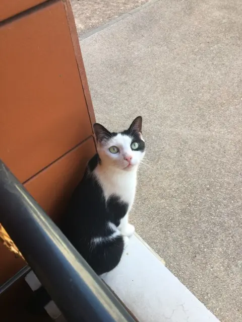 chat lost    Lyon Ronron