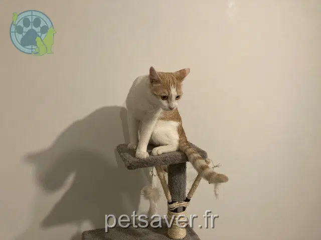 chat perdu Lyon Shiva chat lost Lyon Shiva