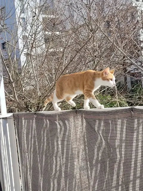 chat lost    Lyon Simba