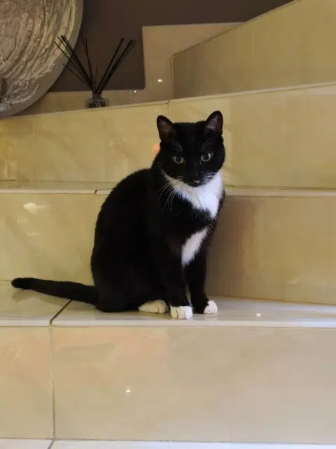 chat lost    Lyon Socks