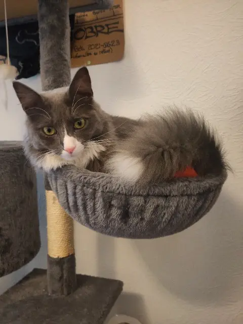 chat lost    Lyon Sov