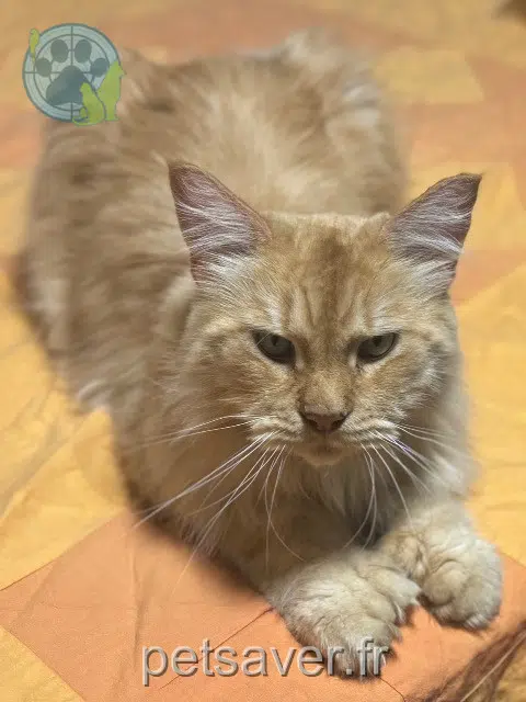 chat lost Lyon Sushi