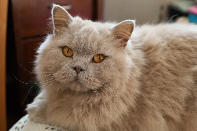chat lost    Lyon Titan