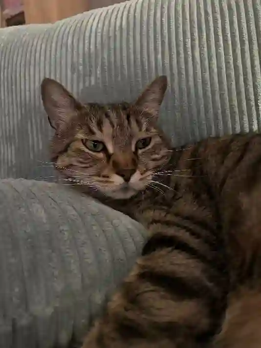 Chat Perdu 69M Métropole de Lyon Lyon - Tracteur Chat Perdu 69M Métropole de Lyon Lyon - Tracteur