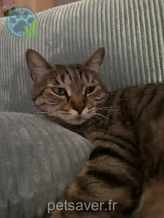 Chat Perdu 69M Métropole de Lyon Lyon - Tracteur Chat Perdu 69M Métropole de Lyon Lyon - Tracteur