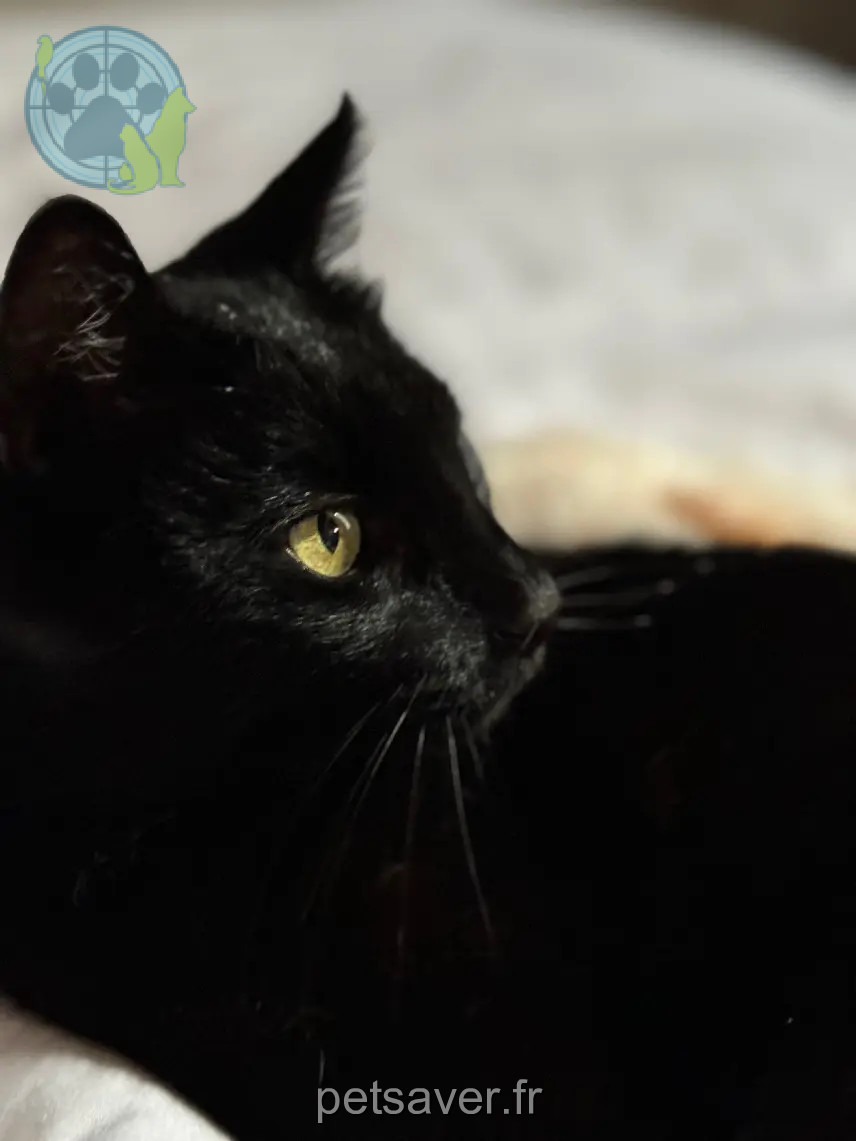gatto perso Avenue Jules Guesde 69200 Vénissieux Léo gatto lost Avenue Jules Guesde 69200 Vénissieux Léo
