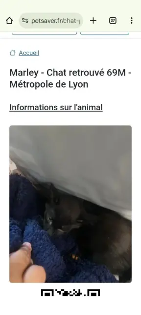 chat lost   69200 Vénissieux Marley