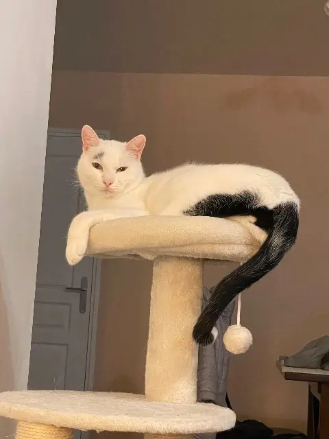 chat lost   69340 Francheville Maxou