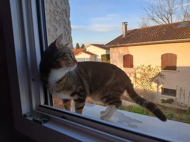 chat lost   69230 Saint-Genis-Laval Milo