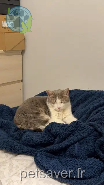 chat lost   69270 Fontaines-sur-Saône Mimi