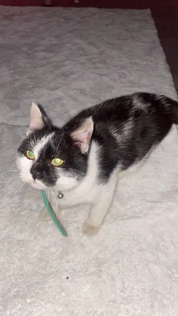 chat lost   69700 Givors Minou