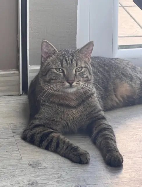 chat lost   69330 Meyzieu Minou
