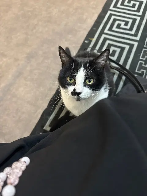 chat lost   69290 Craponne Mon fils