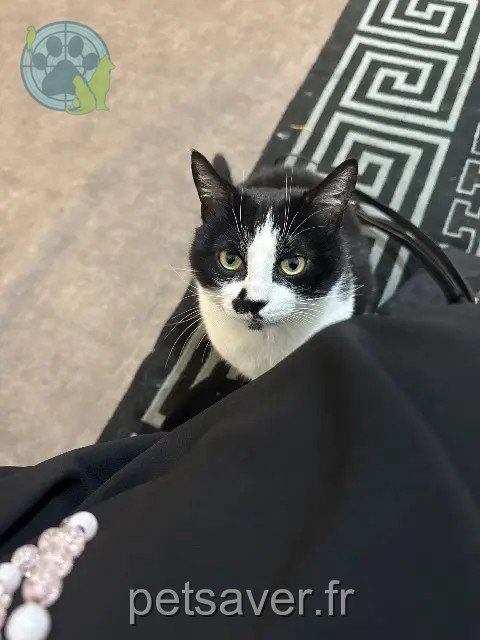 gatto perso 69290 Craponne Mon fils gatto lost 69290 Craponne Mon fils