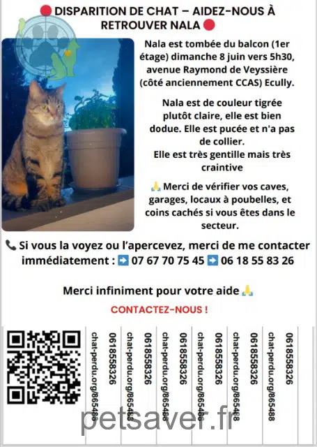 chat lost   69130 Écully Nala