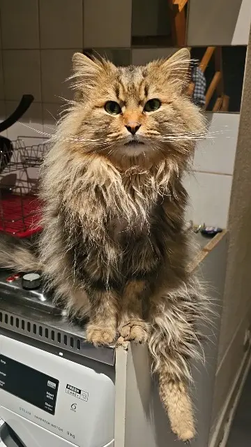 chat lost   69160 Tassin-la-Demi-Lune Nala