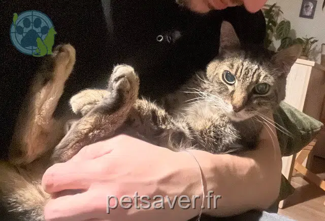 chat lost   69300 Caluire-et-Cuire Neko