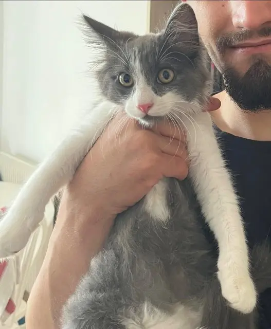 chat lost   69110 Sainte-Foy-lès-Lyon NIAKS