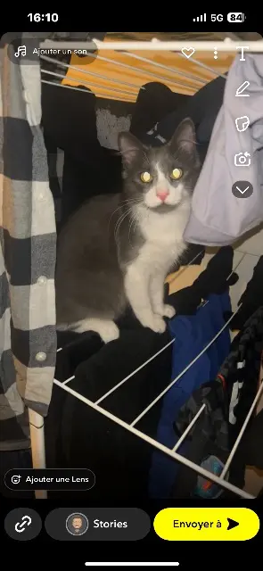 chat lost   69110 Sainte-Foy-lès-Lyon Niaks