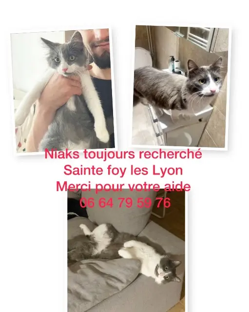 chat lost   69110 Sainte-Foy-lès-Lyon Niaks