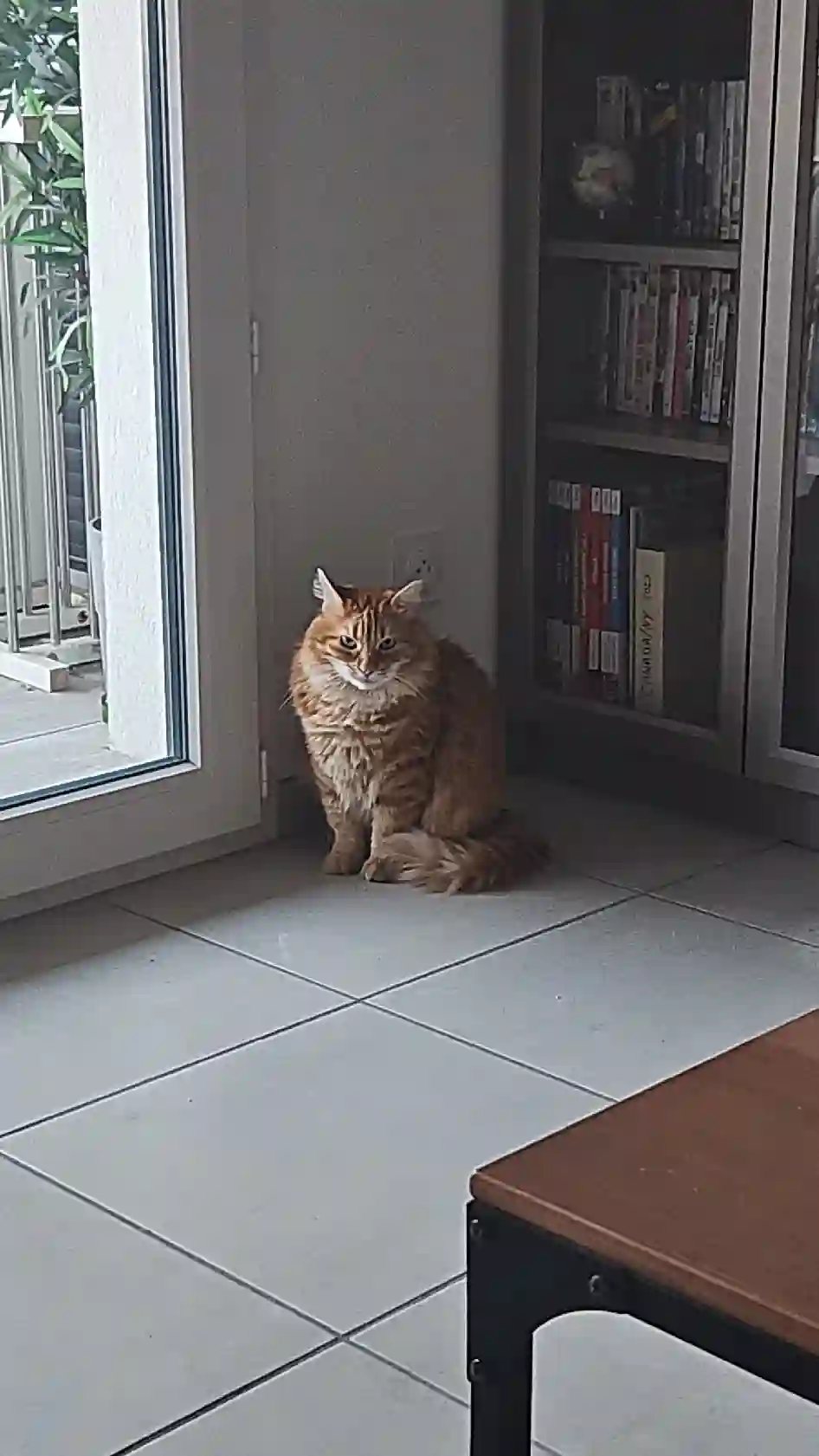 Chat Perdu 69M Métropole de Lyon - Oliver Chat Perdu 69M Métropole de Lyon - Oliver