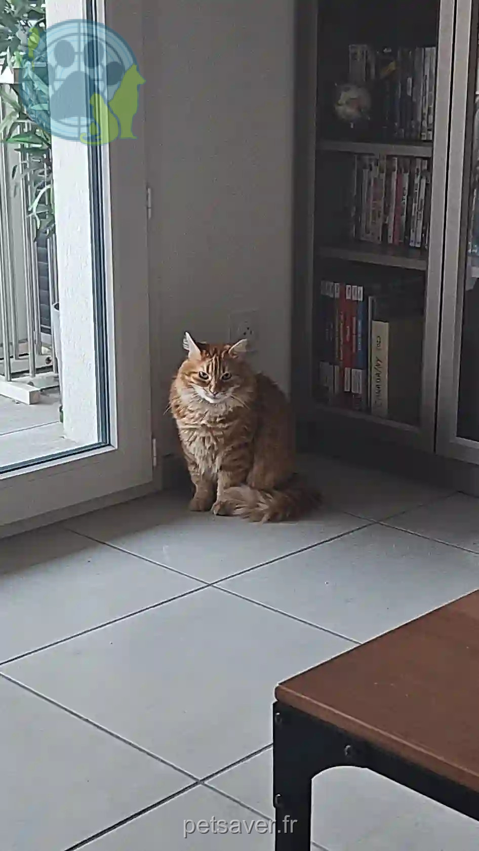 Chat Perdu 69M Métropole de Lyon - Oliver Chat Perdu 69M Métropole de Lyon - Oliver