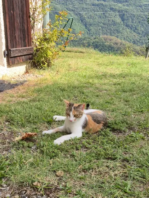 chat lost   69540 Irigny Olympe