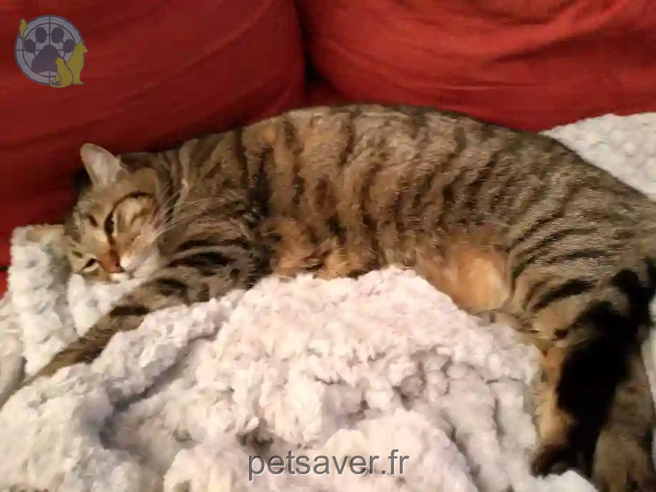 Chat Perdu 69M Métropole de Lyon - Orion Chat Perdu 69M Métropole de Lyon - Orion
