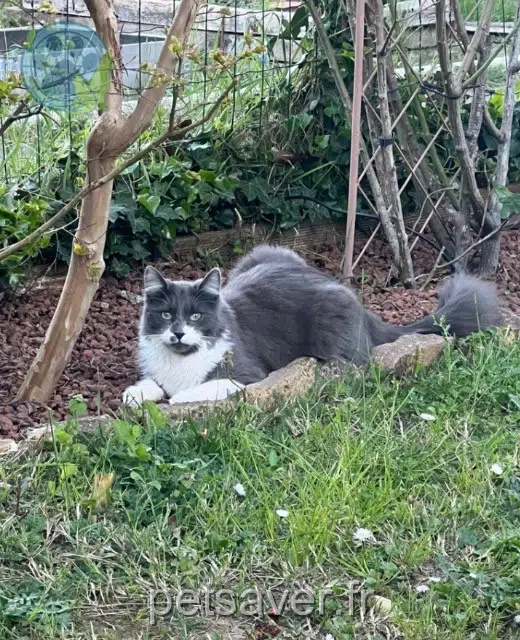 chat lost   69250 Albigny-sur-Saône Oréo