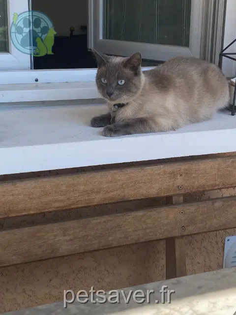 chat lost   69150 Décines-Charpieu Oscar