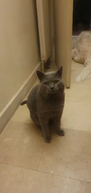 chat lost   69570 Dardilly Osmok