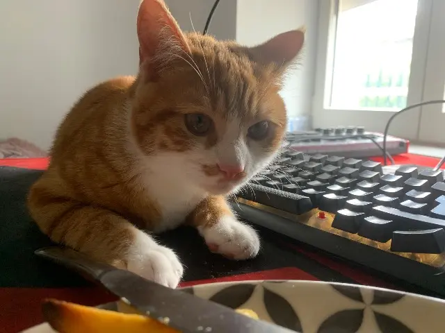 chat lost    Oullins-Pierre-Bénite Godfrey