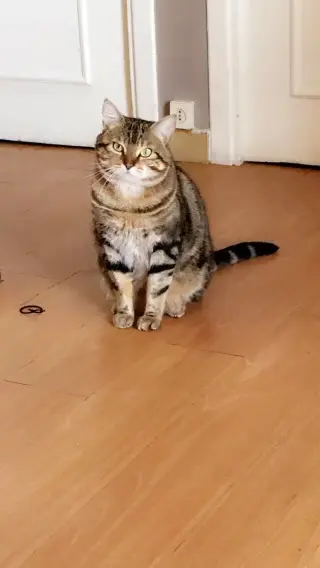 chat lost    Oullins-Pierre-Bénite Lino