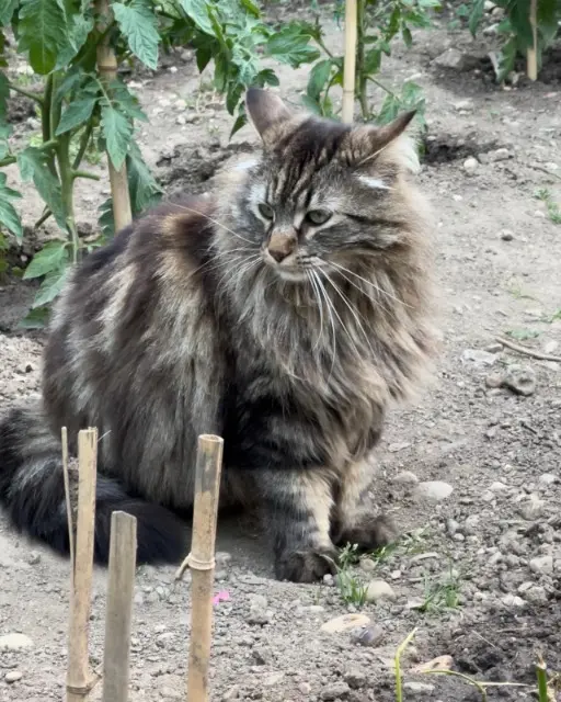 chat lost    Oullins-Pierre-Bénite Mina