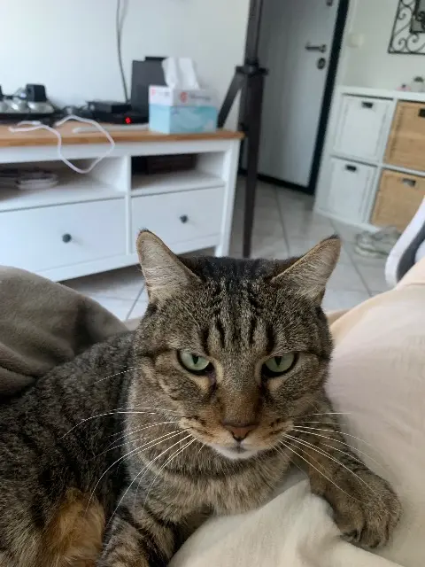 chat lost    Oullins-Pierre-Bénite Minou
