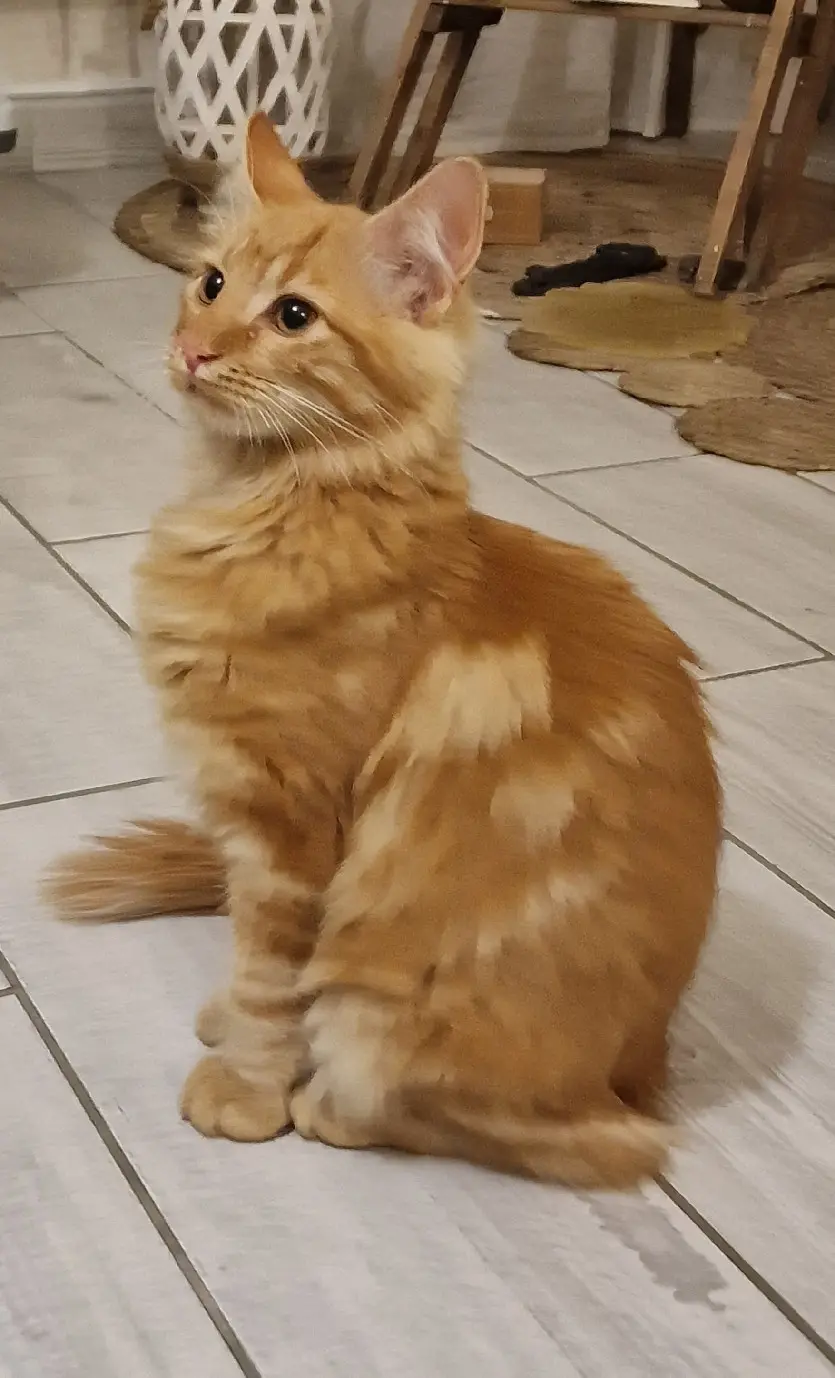 Chat Perdu 69M Métropole de Lyon Oullins-Pierre-Bénite - Bulma,-surnom-tintin Chat Perdu 69M Métropole de Lyon Oullins-Pierre-Bénite - Bulma,-surnom-tintin